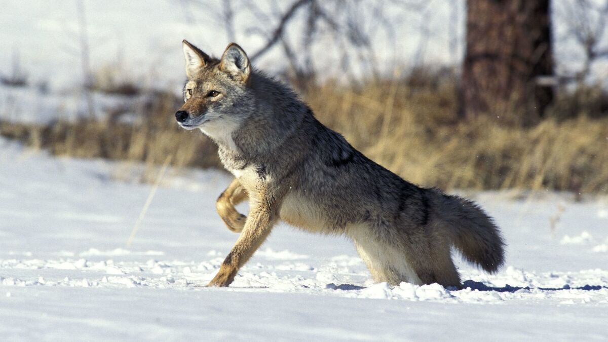 Bills to ban the killing of coyotes via snowmobiles have been introduced in Wyoming and Montana.