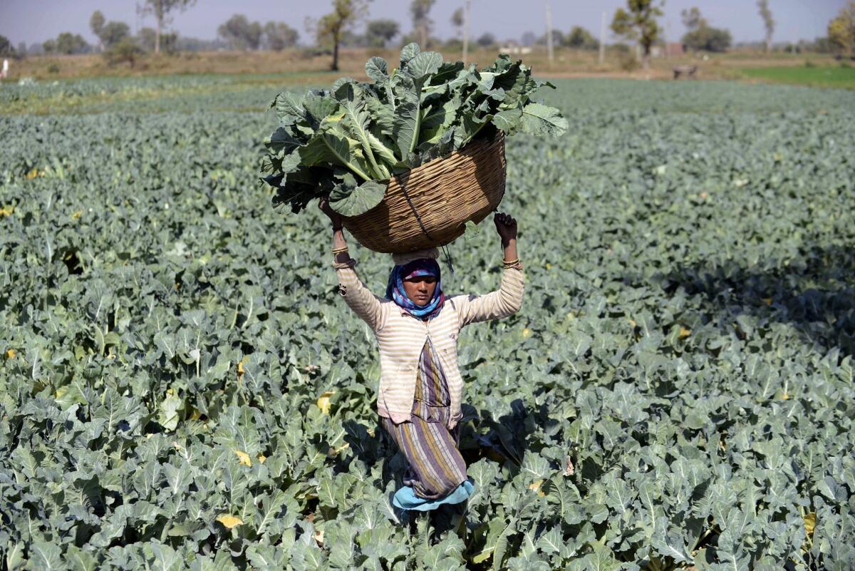 An Indian farmer hoists a harvest of cauliflower in the village of Rasalpur. A study published by the Chicago Council on Global Affairs forecasts that global food production would have to increase 50% to 60% to keep everyone fed.