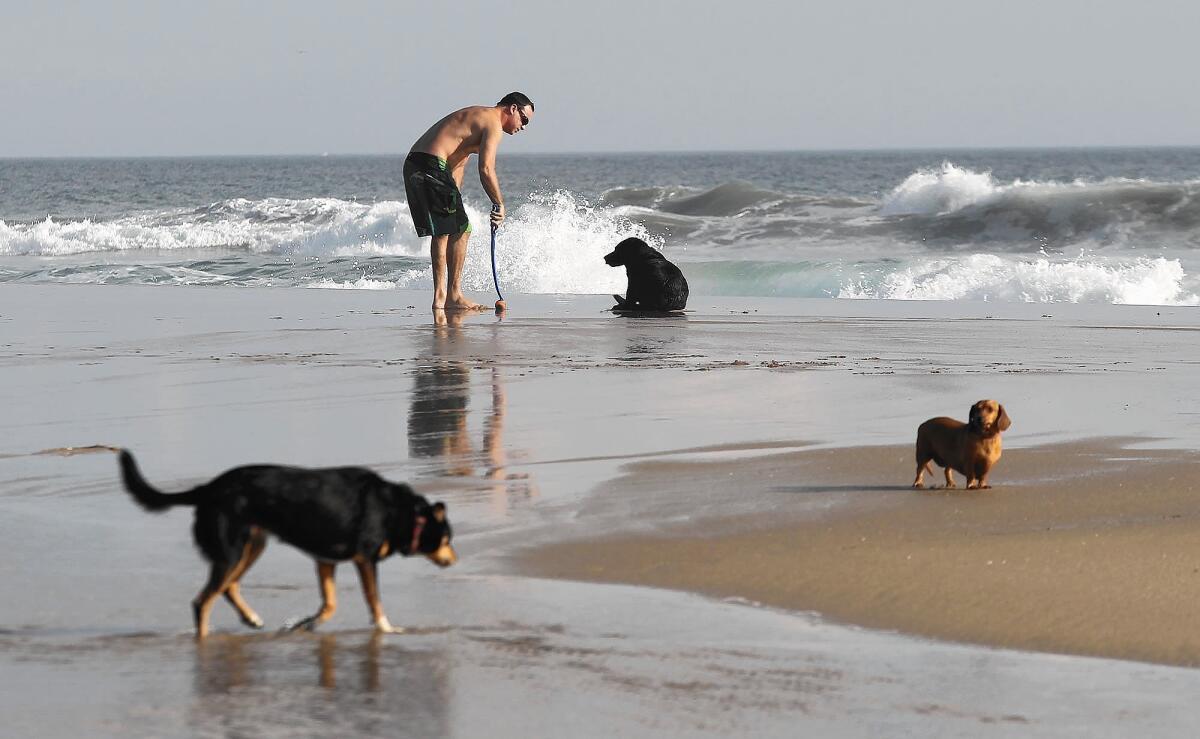 Dogs frolic Friday on the beach adjacent to the mouth of the Santa Ana River in an area between Newport Beach and Huntington Beach.