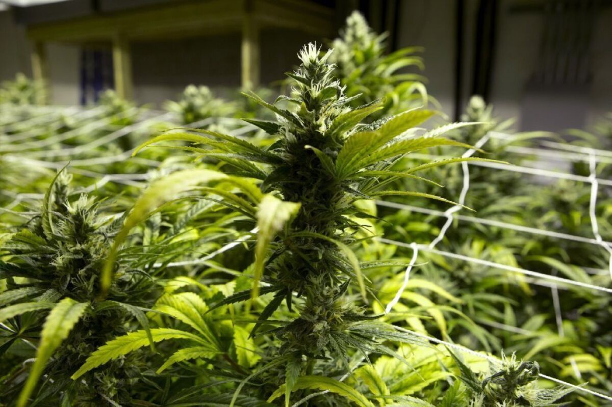 A federal appellate court recently ruled that marijuana will remain a Schedule I drug. Above, a marijuana plant at a grow house in Denver is ready to be harvested.