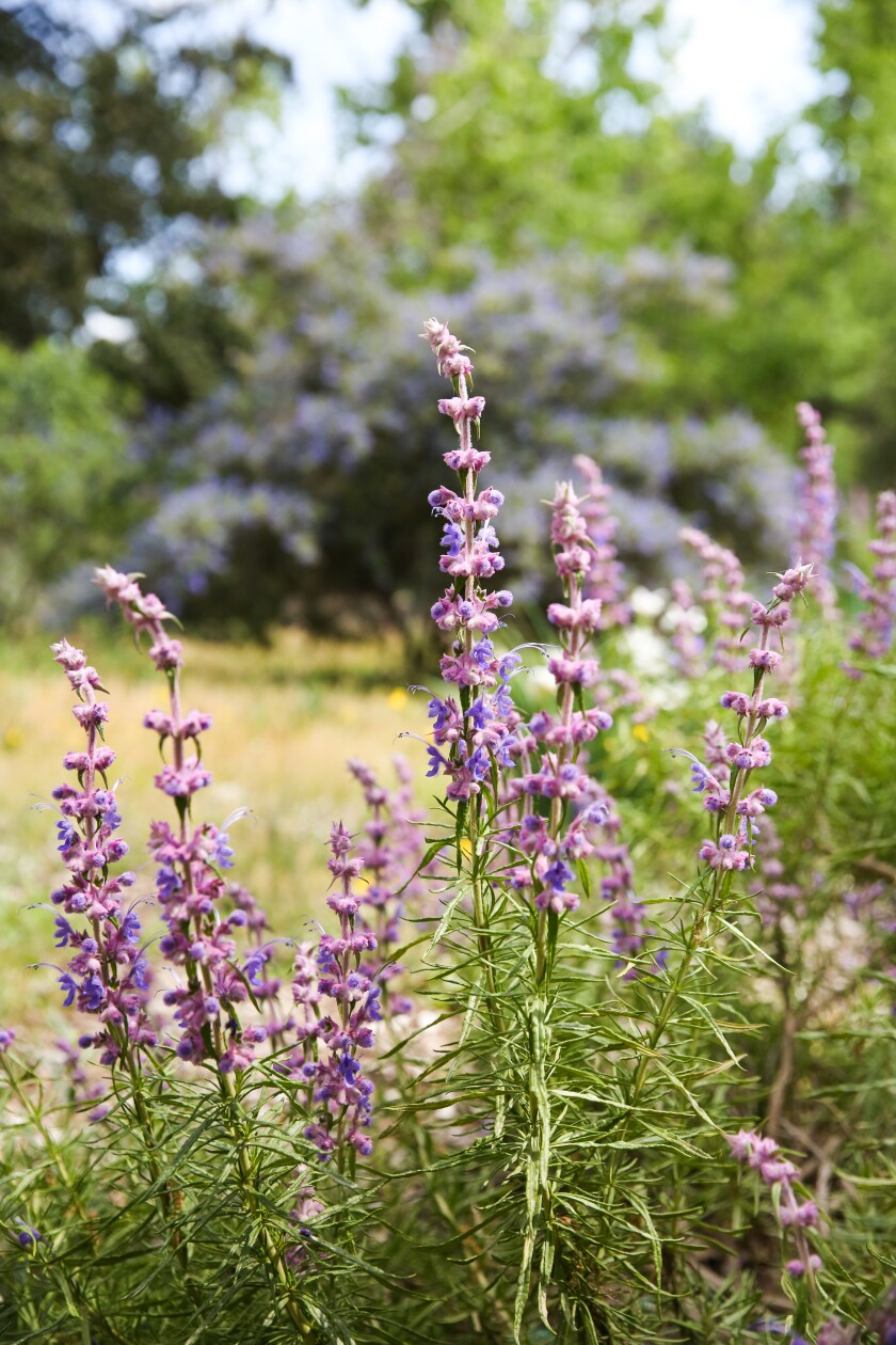 Spikes of blue flowers