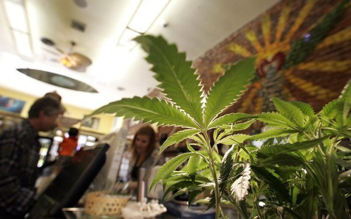 Medical marijuana plants for sale at the Farmacy, a California medical marijuana dispensary.