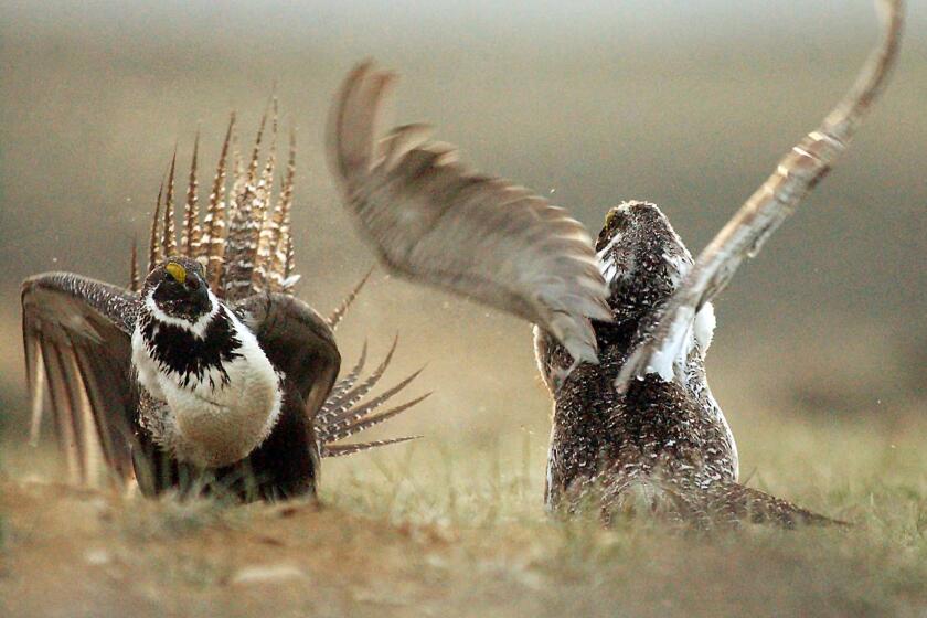 Male sage grouse fight for the attention of a female southwest of Rawlins, Wyo.