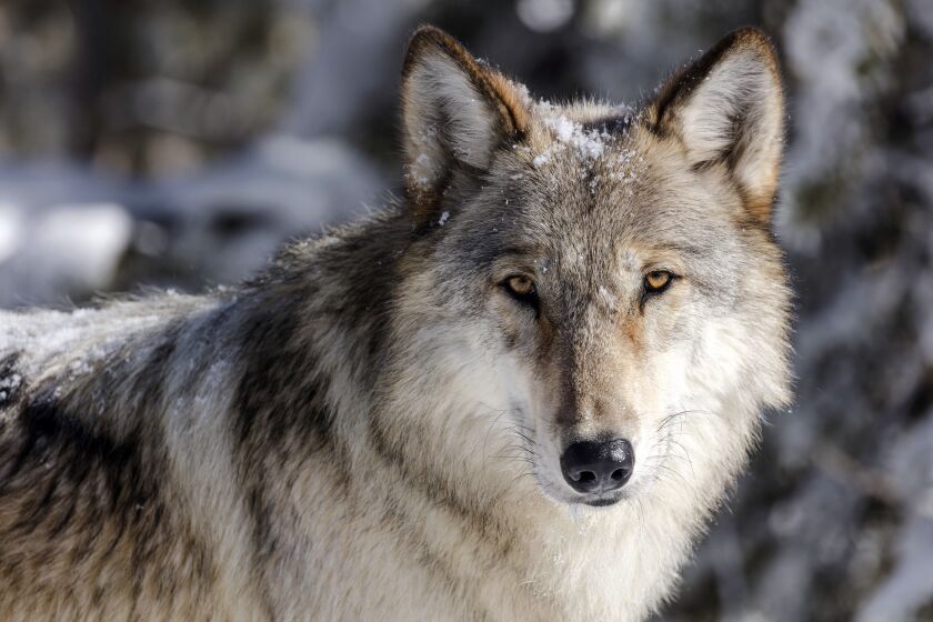 FILE - A wolf is shown in Yellowstone National Park, Wyo., in this file photo provided by the National Park Service, Nov. 7, 2017. Idaho's wolf population appears to be holding steady despite recent changes by lawmakers that allow expanded methods and seasons for killing wolves, the state’s top wildlife official said Thursday, Oct. 6, 2022. (Jacob W. Frank/National Park Service via AP, File)