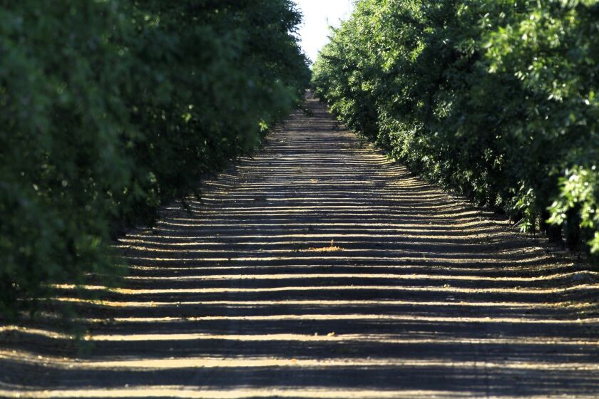 Even in the drought, almond and pistachio groves and fields of melons, tomatoes and onions go on and on in the Westlands Water District. With an unprecedented zero allocation of federal water this year, growers kept two-thirds of the district green by pumping groundwater and buying supplies.