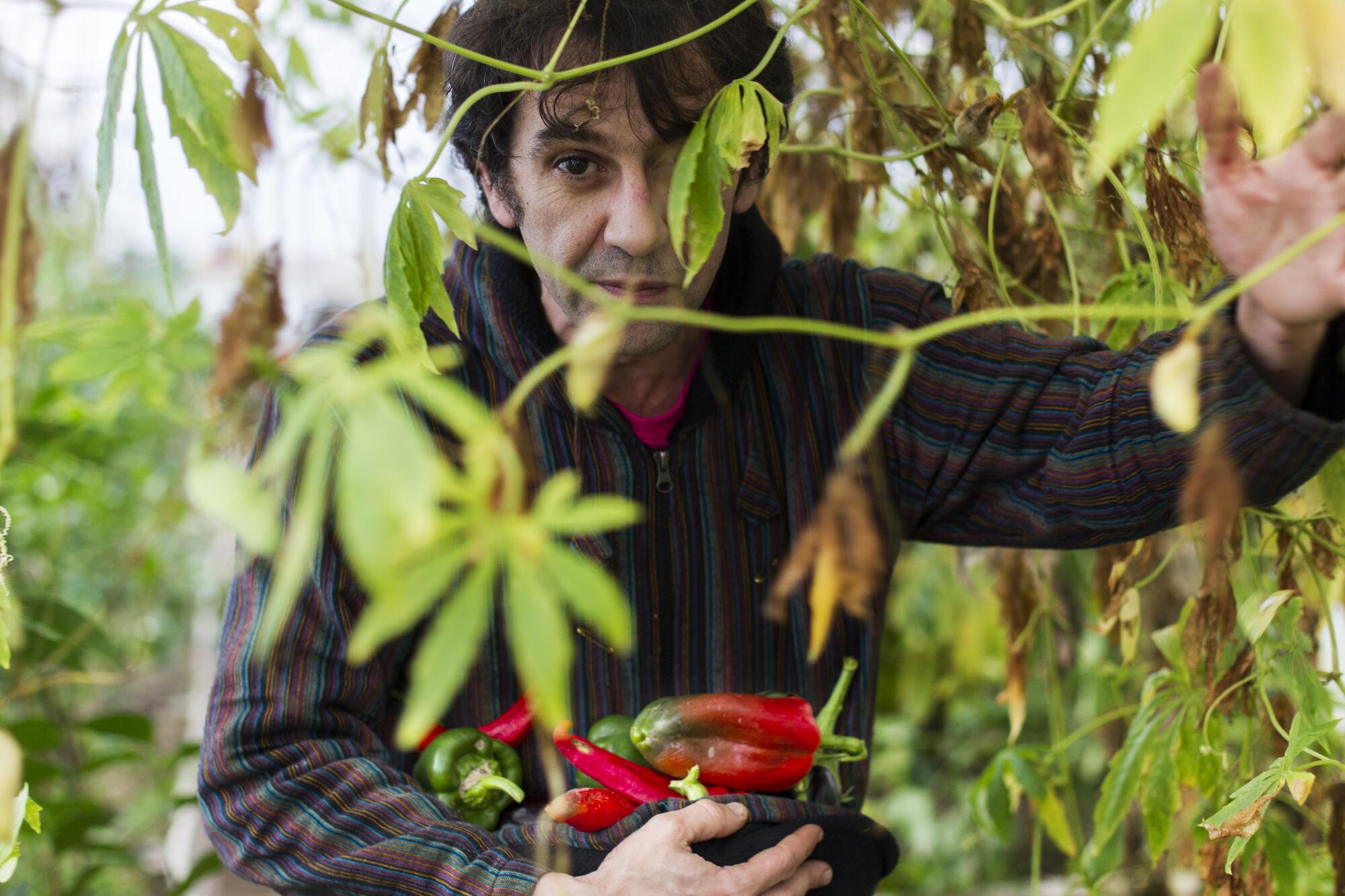 David López, one of theWorld Family founders, collecting peppers in the community's greenhouse