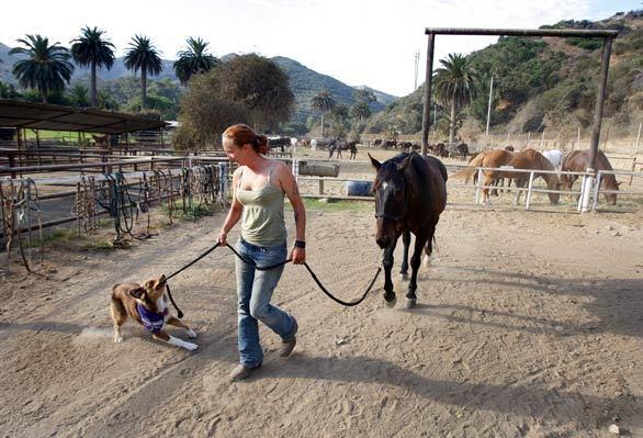 Horse wrangler