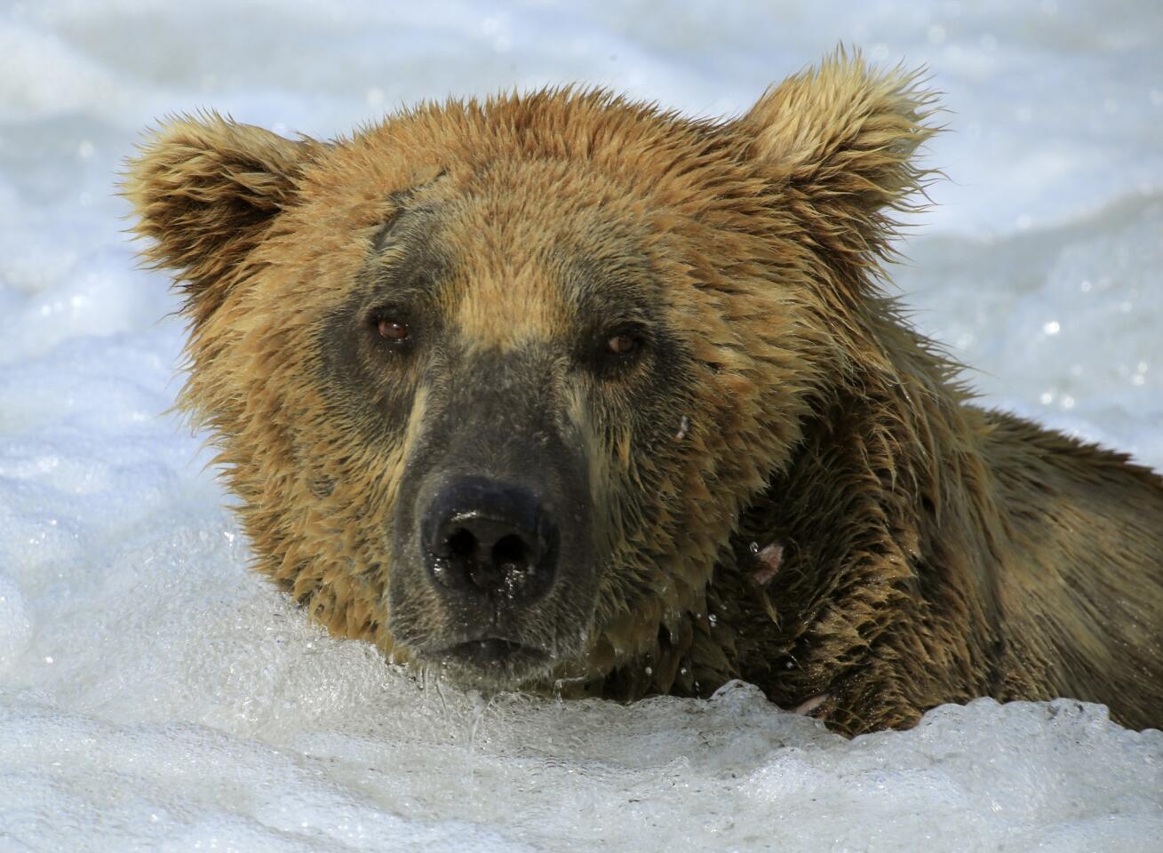 The coastal brown bears of Brooks Camp, Alaska