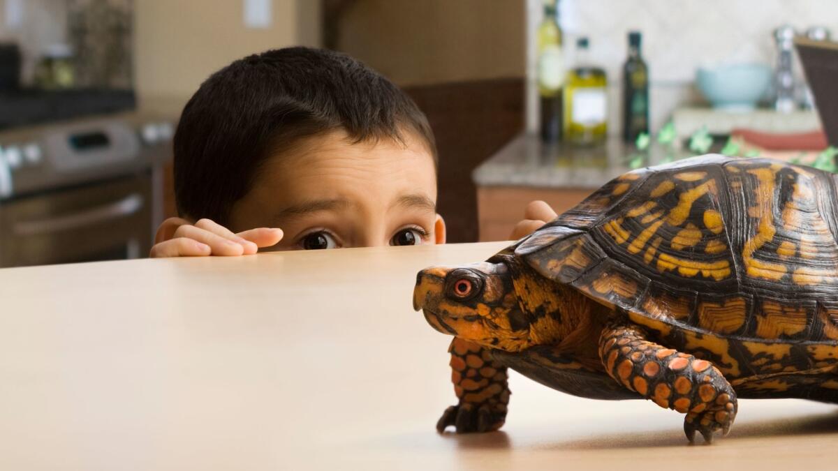 A boy looks at his pet tortoise.