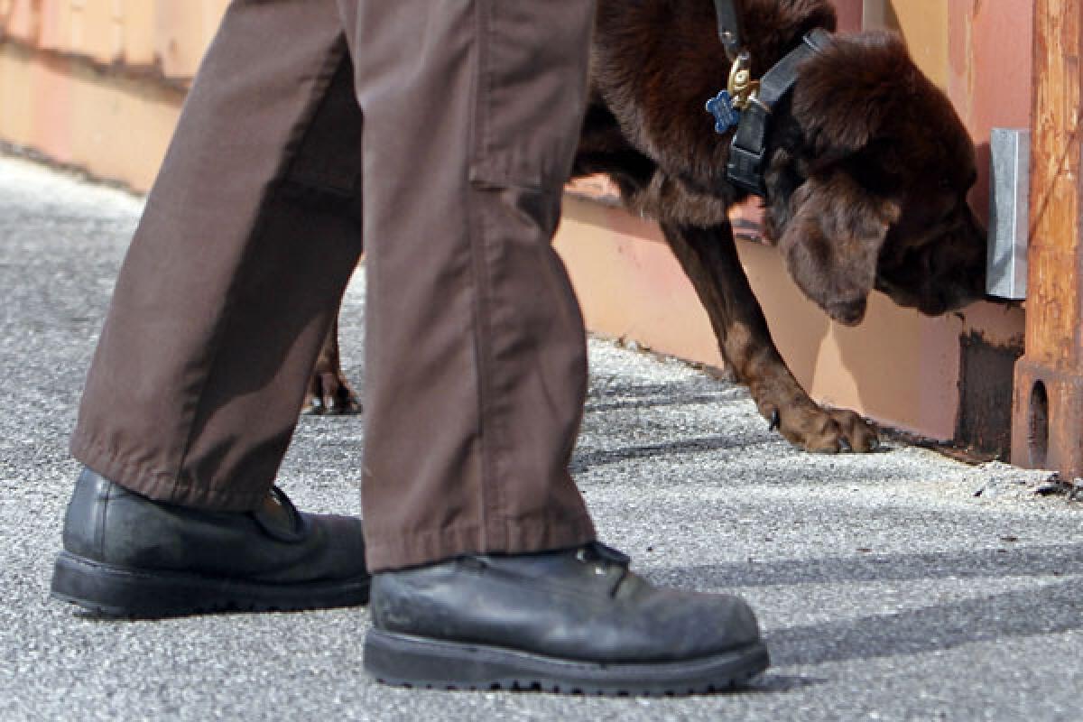 Miami-Dade County narcotics detector canine Franky sniffs for marijuana in Miami.