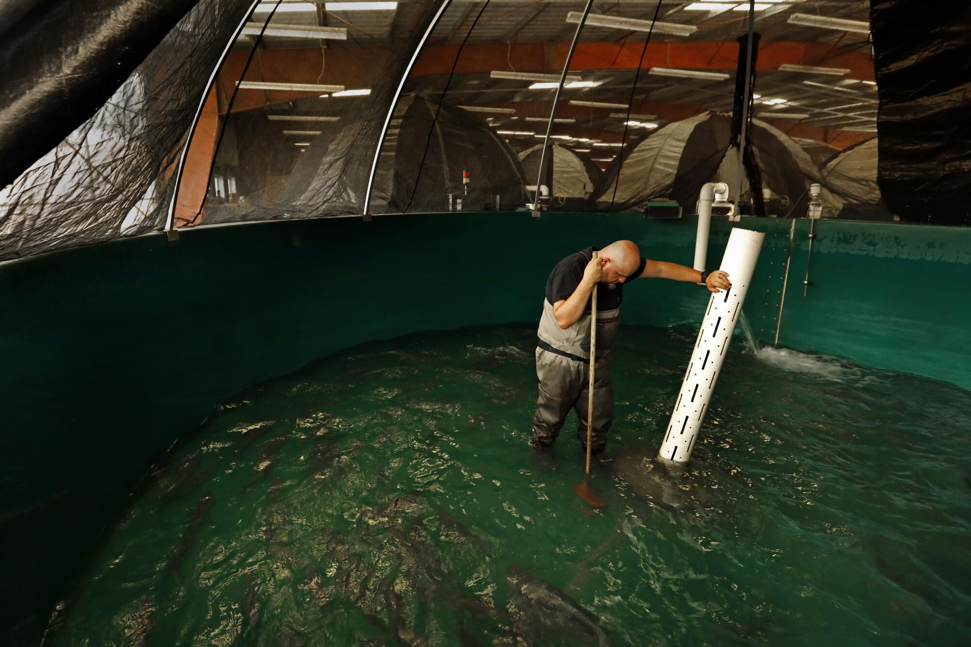 Rory Taylor, a biologist at Warm Springs Hatchery, cleans a coho salmon tank