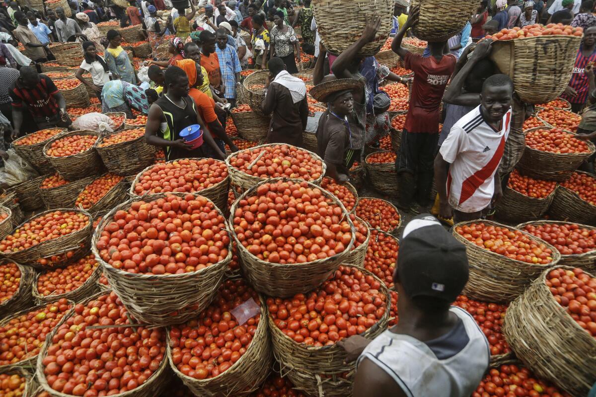 FILE - People buy tomatoes from a vegetable market in the commercial capital Lagos, Nigeria, on April. 17, 2020. Nigeria's consumer inflation surged to a 17-year high in August 2022, its statistics agency said on Thursday, Sept. 15, 2022, signalling more hardship for citizens and businesses in Africa's largest economy. (AP Photo/Sunday Alamba, File)