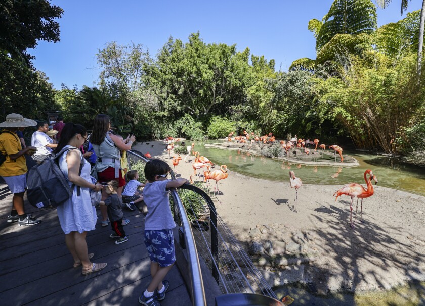 Crowds enjoy the Flamingo habitat at the San Diego Zoo on Thursday, April 7, 2022 in San Diego, CA.