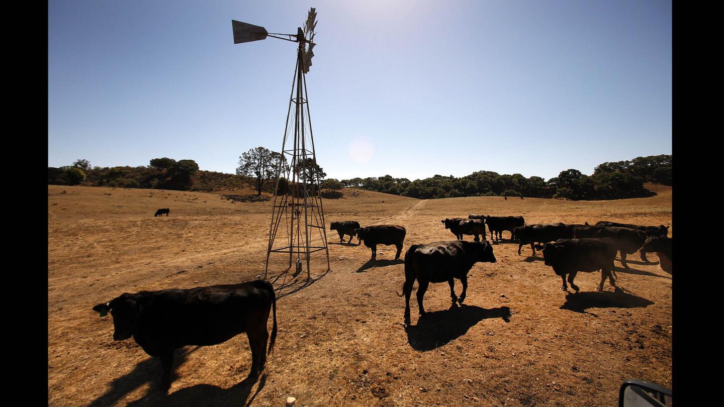 Windmill-powered well