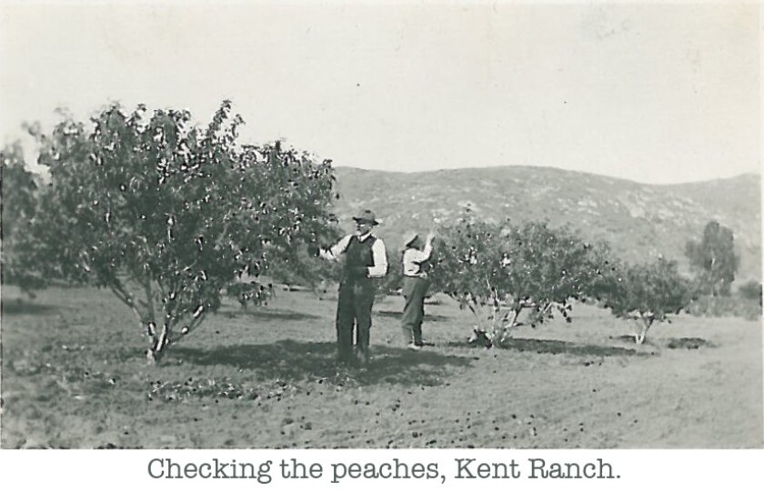Poway peaches, especially those grown by the pioneer Kent family, had an excellent reputation.