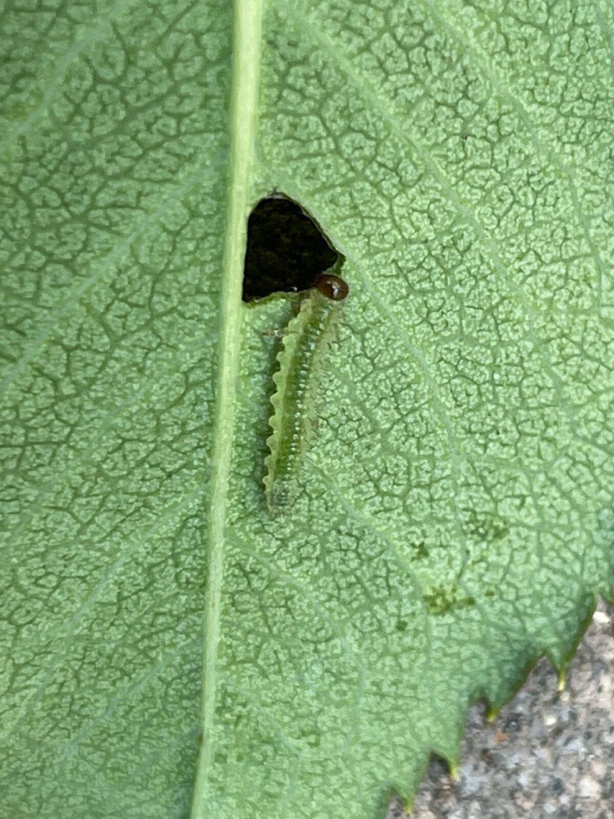 A rose slug on the underside of the leaf.