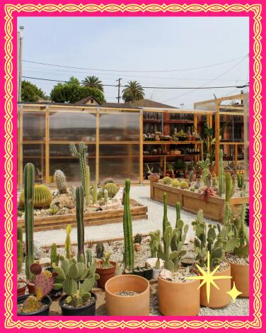 Cactuses and ceramic pots outdoors at a nursery
