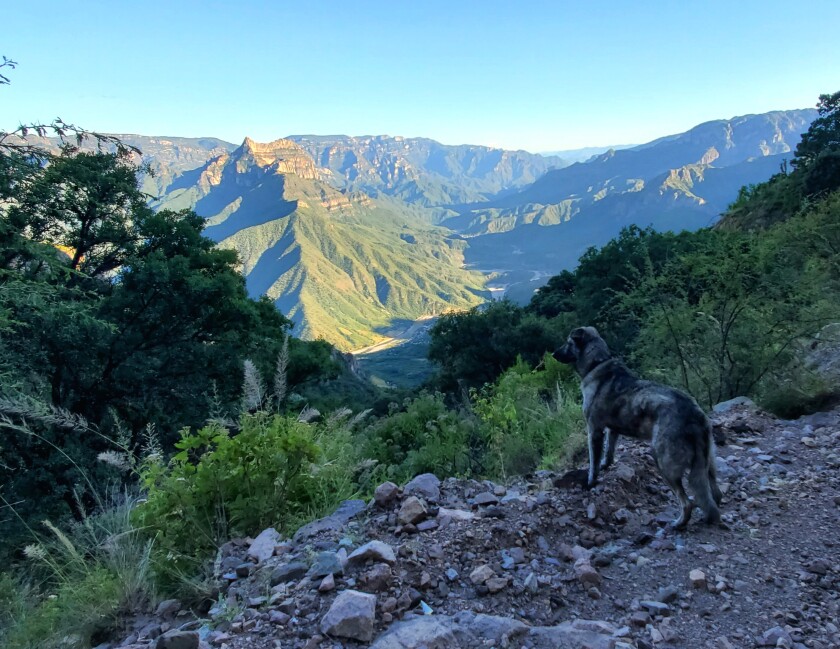 Doc admiring the view at Copper Canyon in northern Mexico.