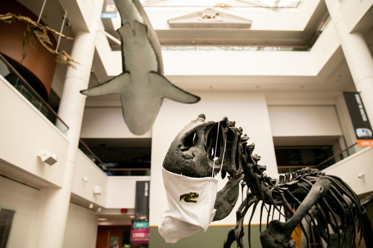 A dinosaur skeleton wears a face mask in the lobby of the San Diego Natural History Museum on Aug. 7.