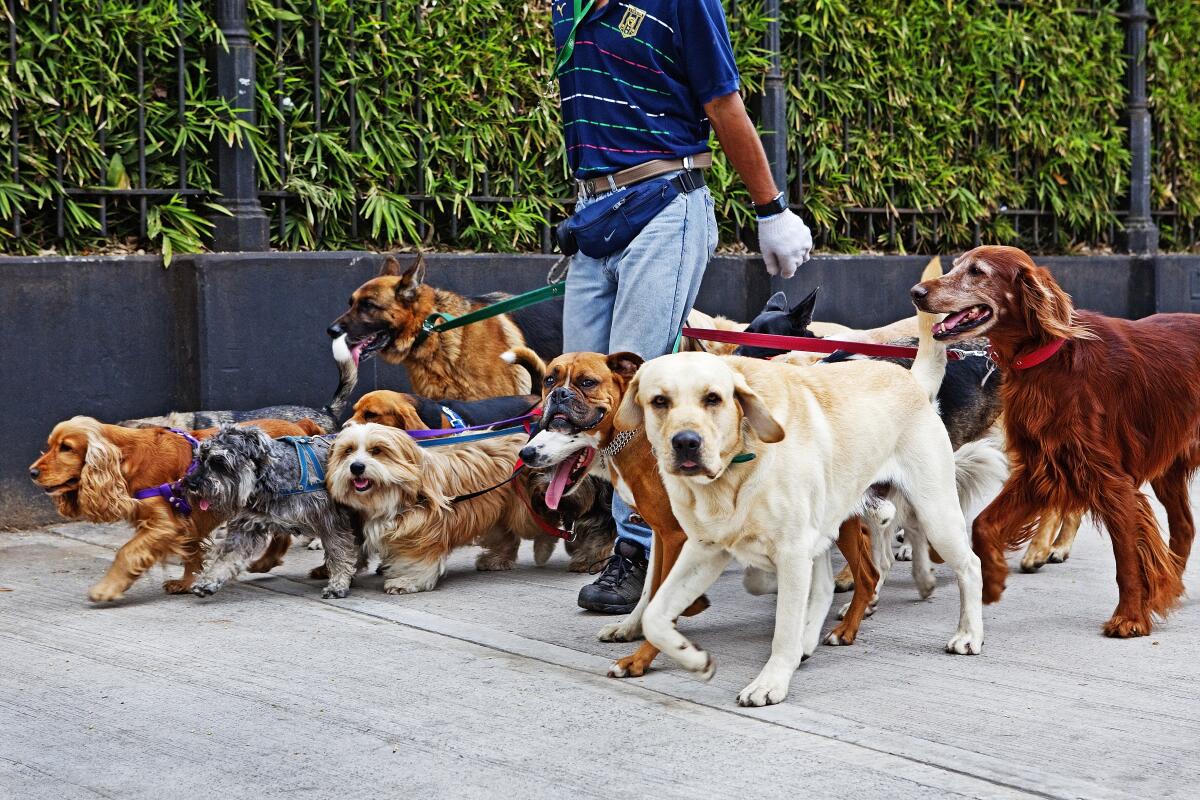 A dog walker leads a pack of various breeds on a sidewalk