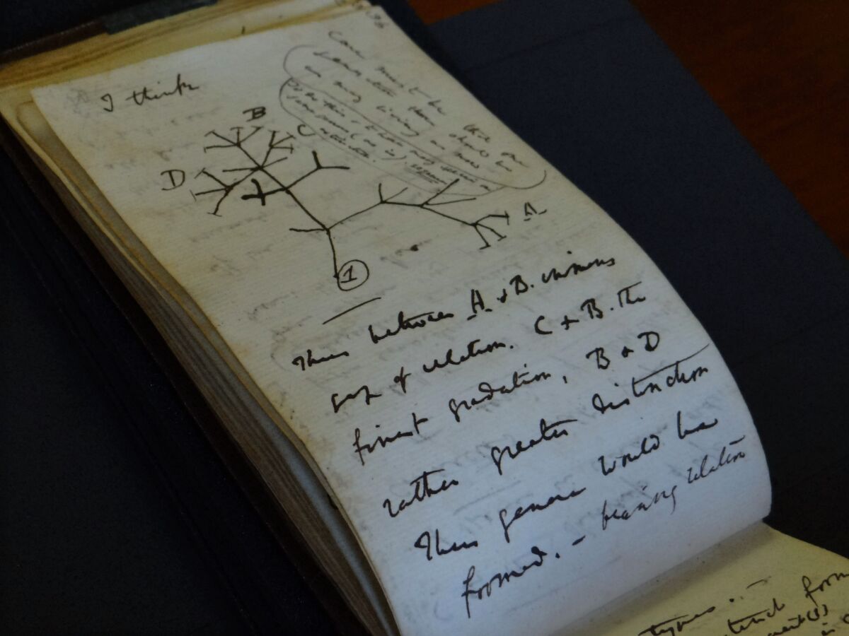 A view of the Tree of Life Sketch in one of naturalist Charles Darwin's notbeooks