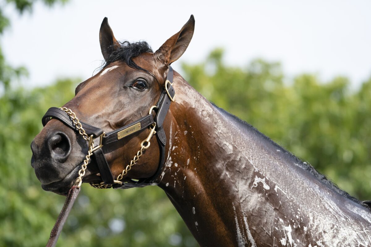 Rombauer is washed after a training run at Belmont Park on Wednesday.