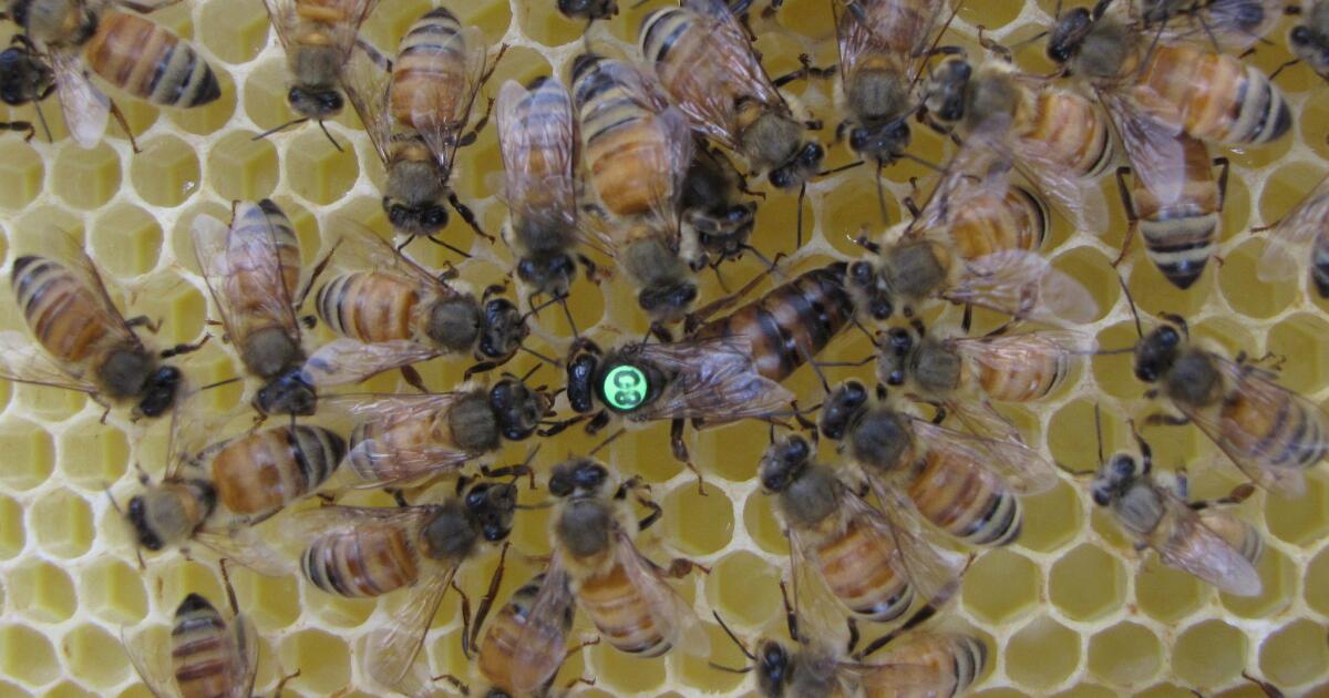 Does a queen bee ever sting? - BBC Science Focus Magazine