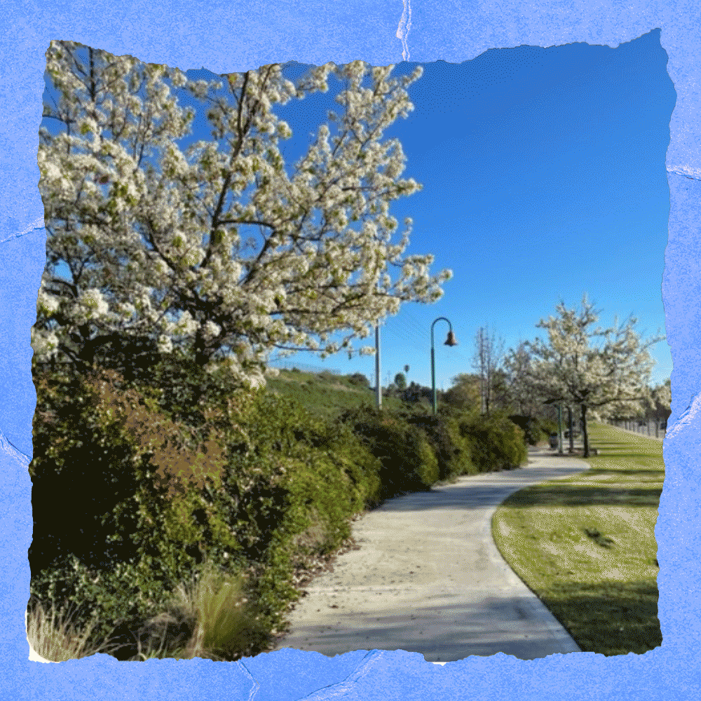 Evergreen pear trees and their white blossoms are bordered by a blue frame