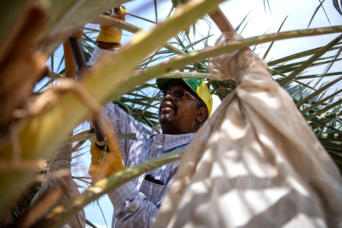 Sam Cobb harvests dates on his date farm.