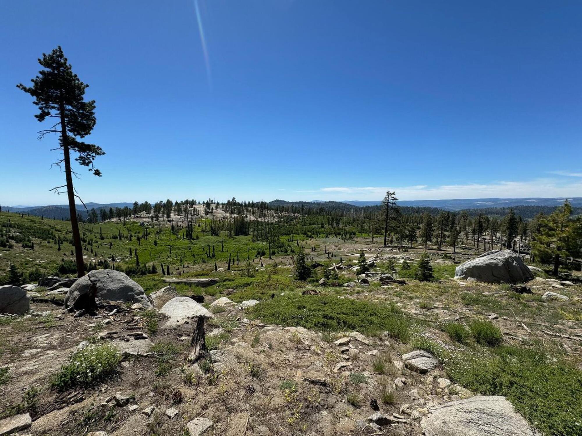 Habitat of the Yosemite Toad