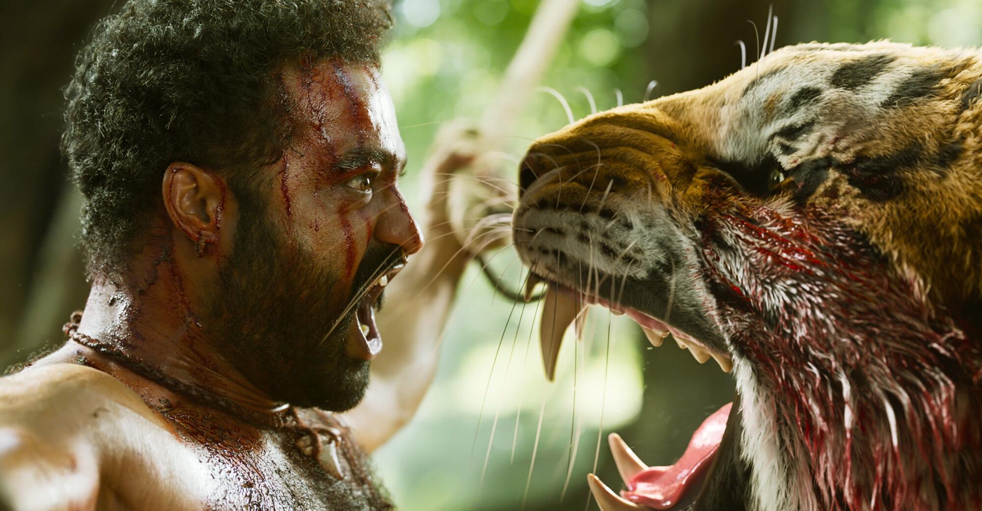 A shirtless man faces a tiger bearing its teeth