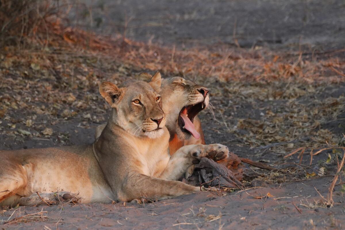 Two lions lying on the ground; one yawns hugely.