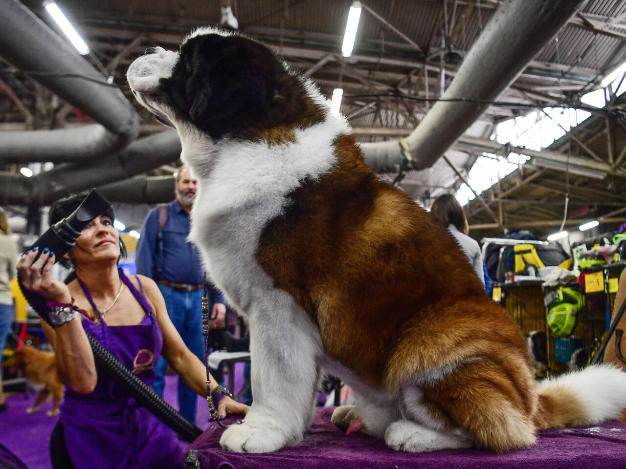 143rd Westminster Kennel Club Dog Show in New York