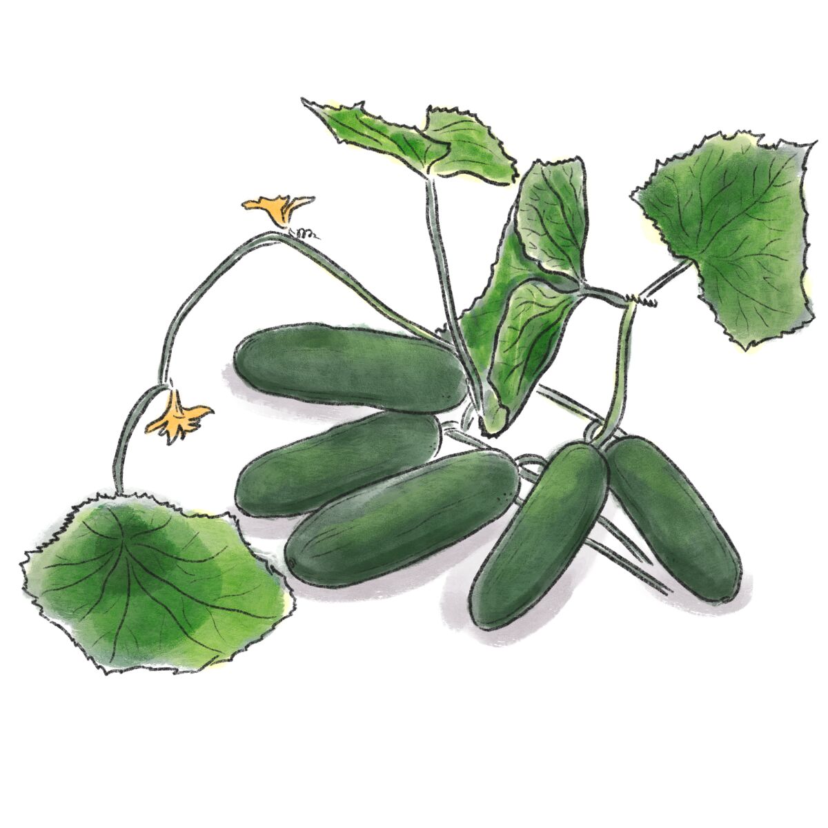 Illustration of cucumbers on vines 