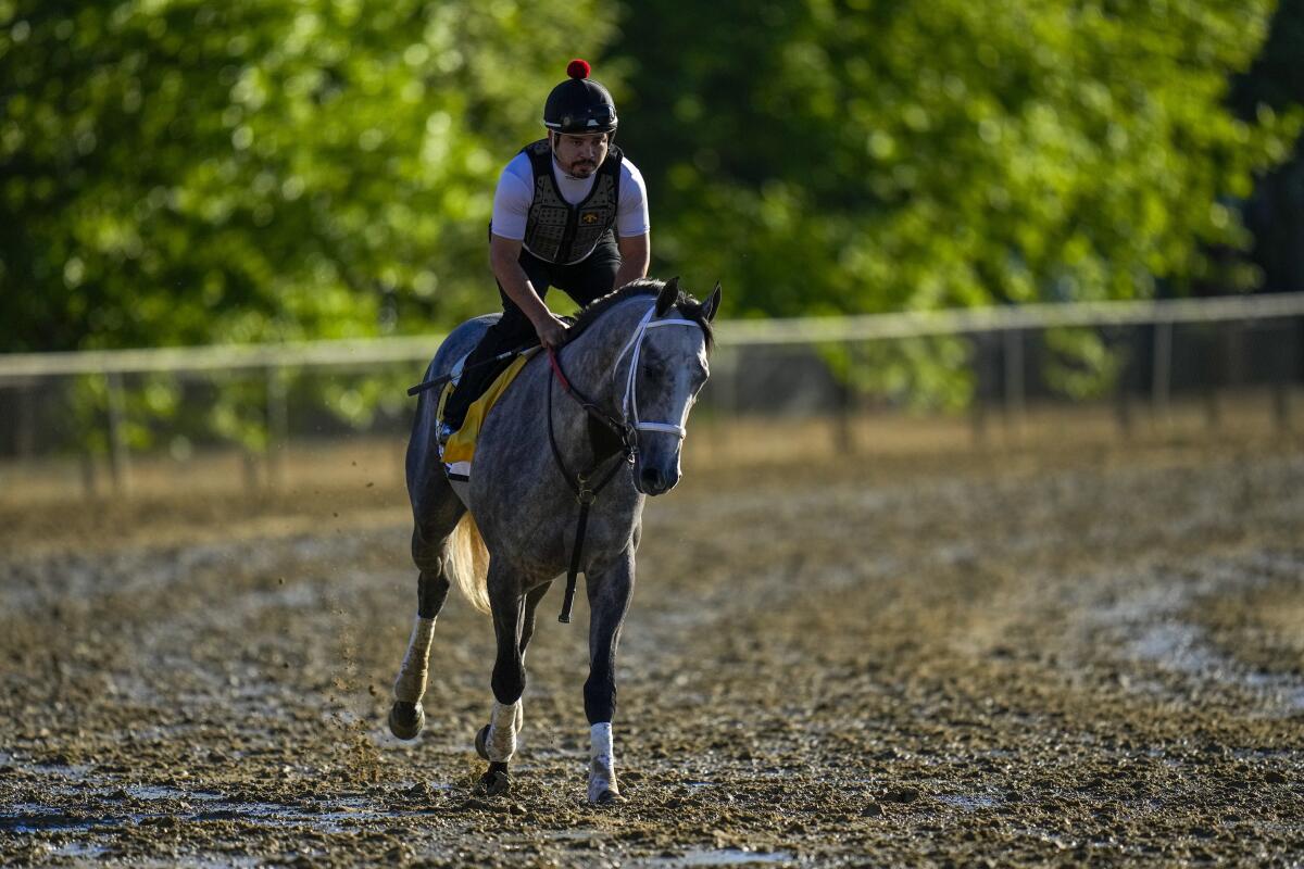 Preakness Stakes entrant Seize the Grey works out Thursday ahead of the 149th running of the Preakness Stakes.