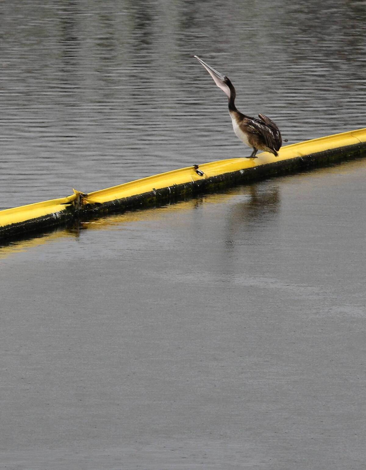 A pelican dines atop a trash boom in Ballona Creek near Marina del Rey. Urban runoff is the leading cause of water pollution in Southern California.