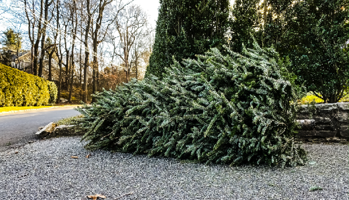 While rules and dates for tree recycling vary by city, most haulers require trees taller than 6 feet to be cut in half.