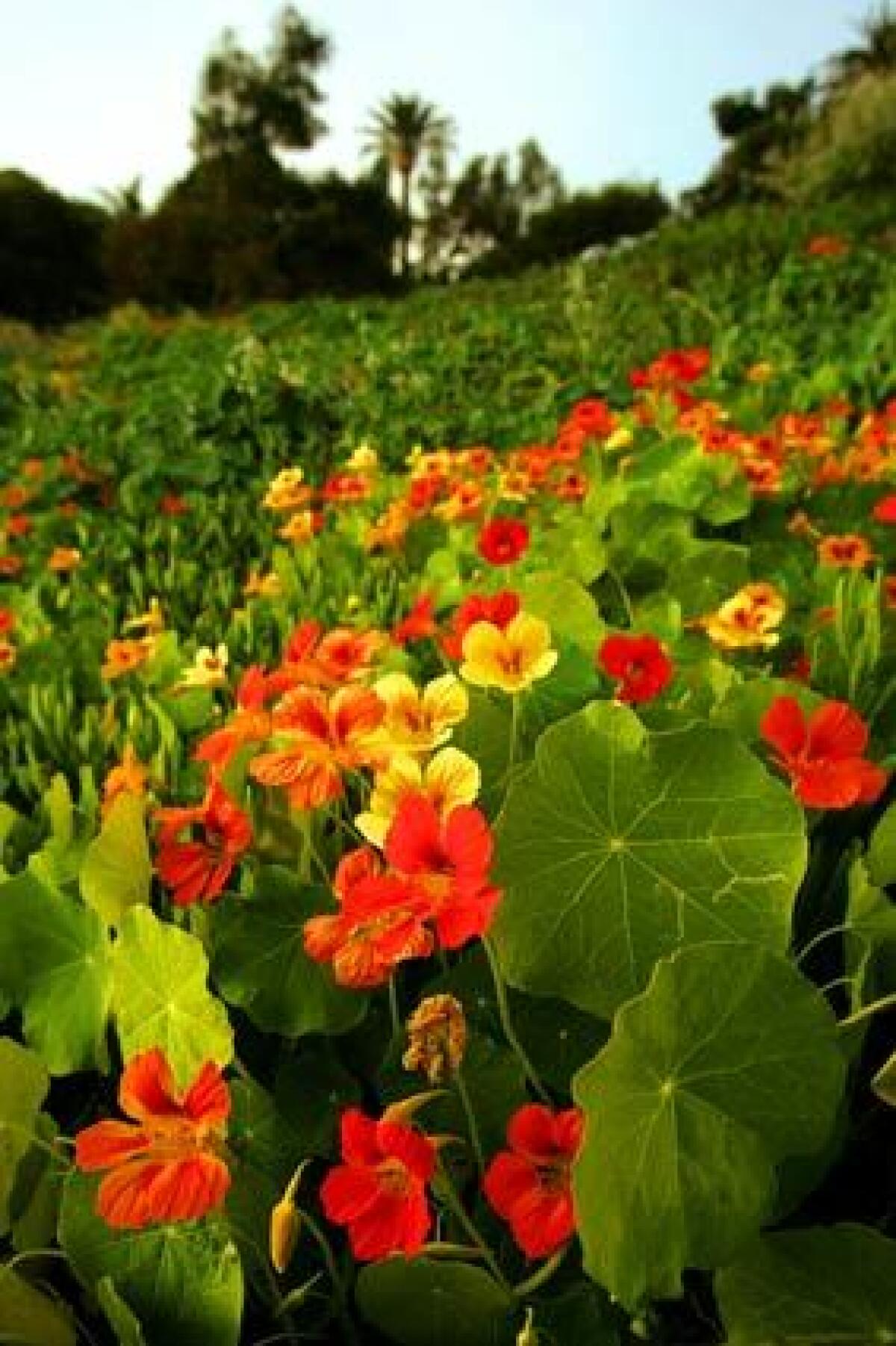 Many gardeners like nasturtiums because they are colorful and can be grown easily from seed, but the plants can spread fast. Here, they take over the roadside along Pacific Coast Highway.