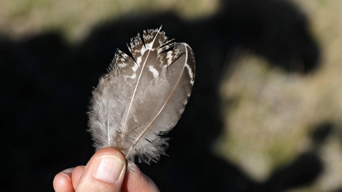 Susanna Danner shows a sage grouse feather.