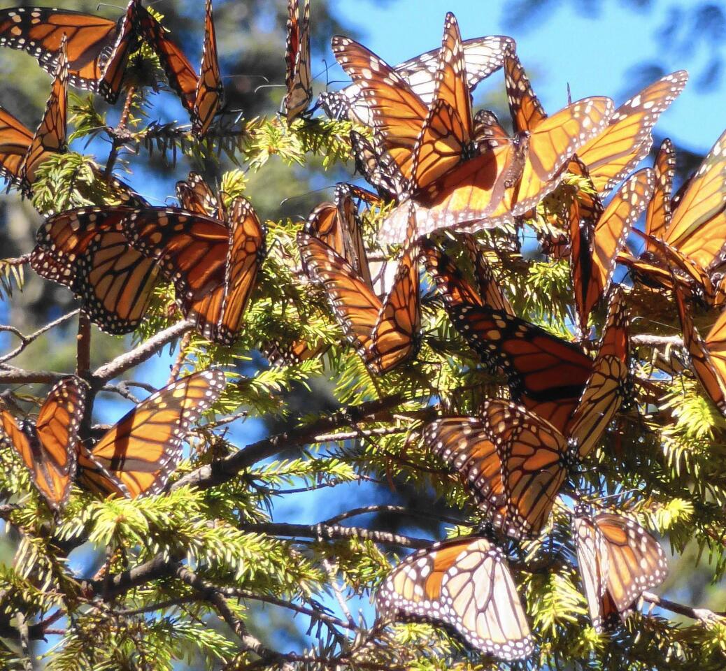 Monarch butterfly populations have been on the decline, but swarms of the colorful insects can still be found in certain parts of Mexico.