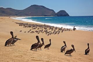 TODOS SANTOS, MEXICO, 2010: At La Cachora Beach, a surf beach about a mile from downtown Todos Santos in Baja California Sur, pelicans and other seabirds enjoy an uncrowded shore.
