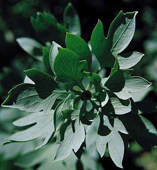 Matilija poppy