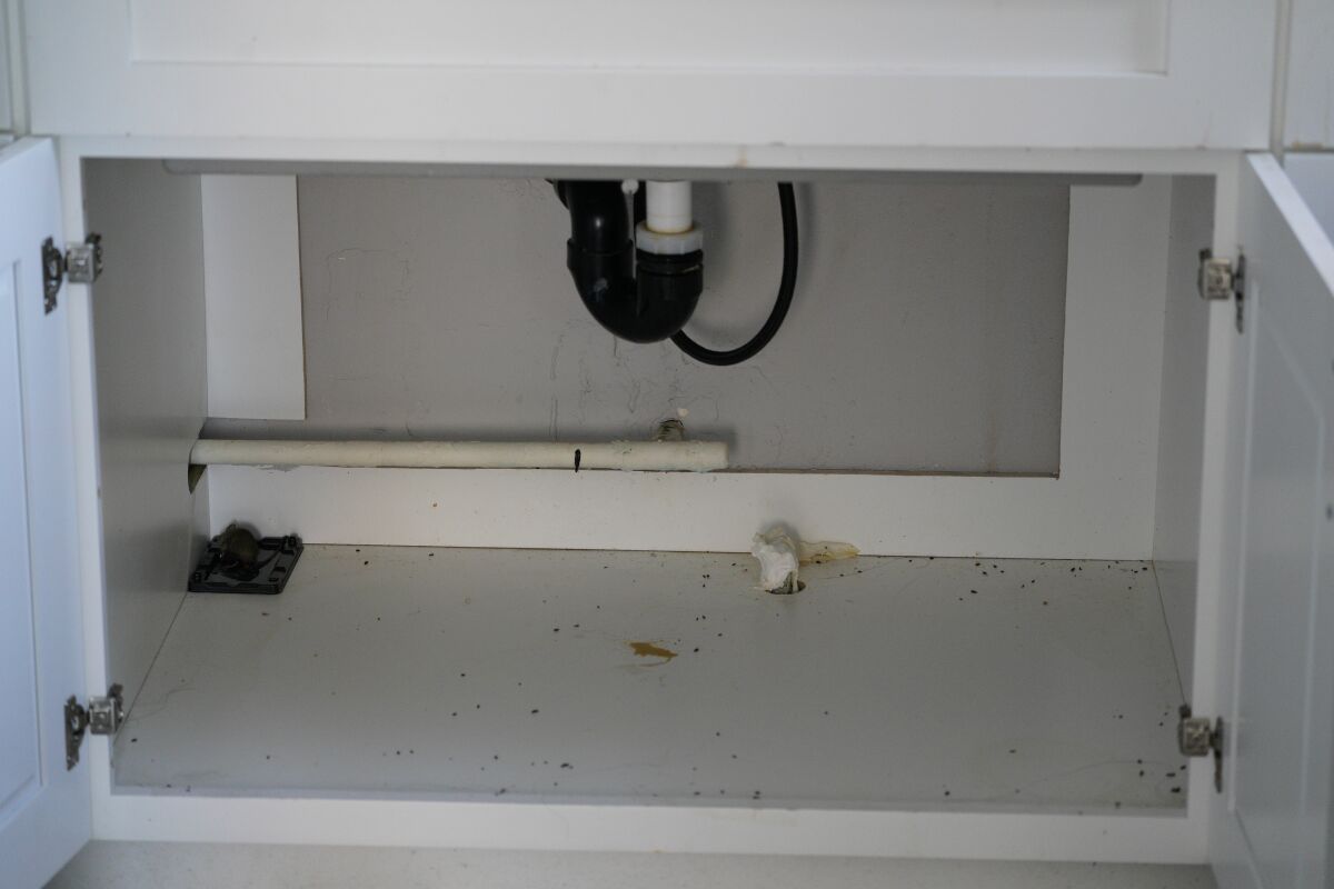 Natividad Cuevas opens one of her kitchen cabinets to show a dead mouse in a trap and mice droppings.