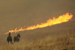 FILE — Flames from a wildfire approach a pair of horses in a field Monday, Oct. 9, 2017, in Napa, Calif. Wineries and others hard hit by massive wildfires in California's wine country and elsewhere will soon eligible to tap in the state's insurance plan of last resort, according to Insurance commissioner Ricardo Lara, on Friday, Jan. 21, 2022. Starting February 1, hundreds of farmers, ranchers, wine-grape growers and other outdoor business will be able to receive insurance coverage under the California FAIR Plan. (AP Photo/Rich Pedroncelli, File)