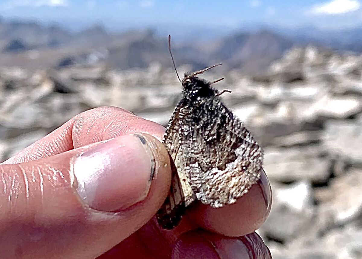 A species of butterfly known as the Ivallda Arctic, which McDonald in July discovered at the top of Mount Whitney.