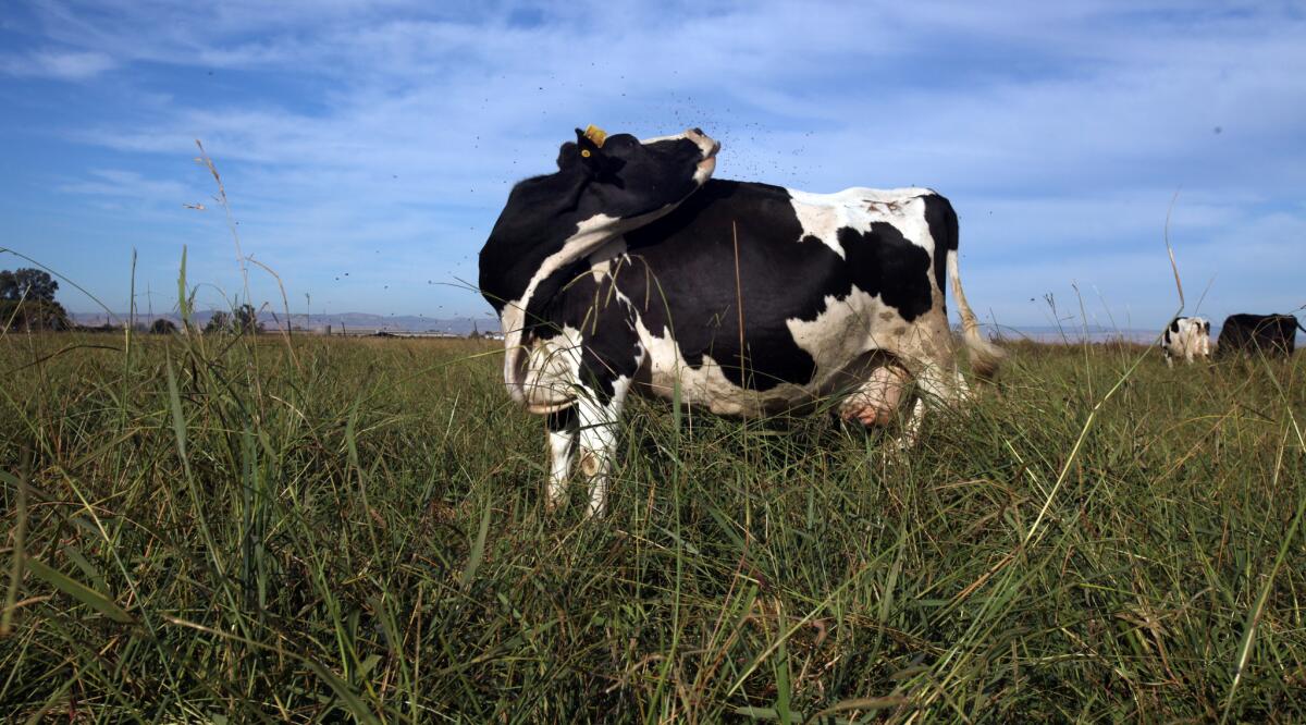 A cow grazes in a pasture.