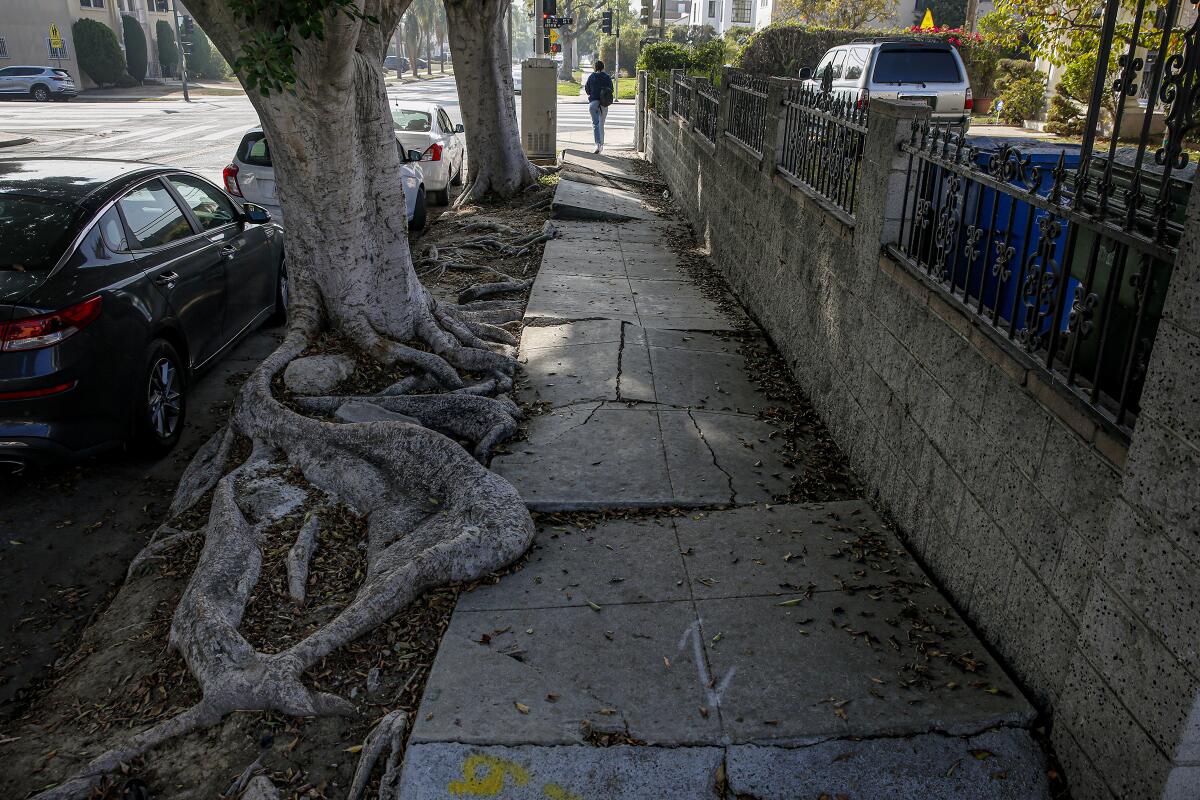 Tree roots have displaced sections of a sidewalk on South Norton Avenue in Koreatown