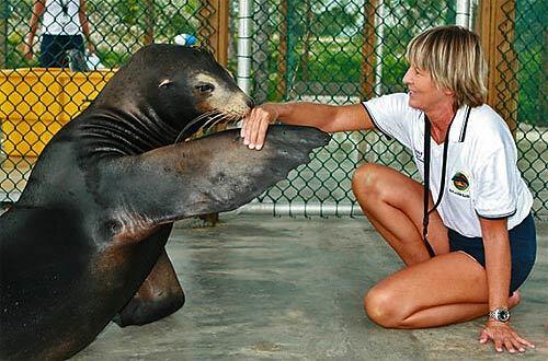 Kim Terrell, marine mammal director of Dolphin Encounters in Nassau, Bahamas, is greeted by a California sea lion. The marine park is home to a group of sea lions that were rescued in the aftermath of Hurricane Katrina.