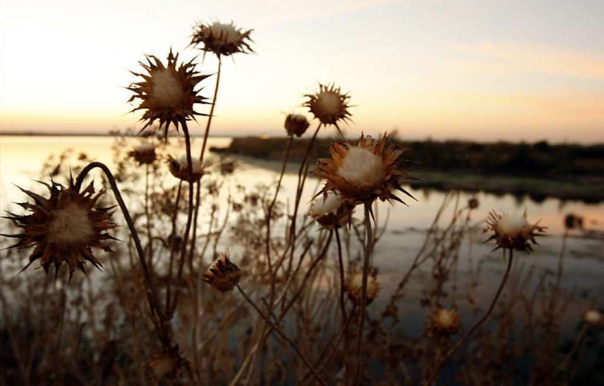 Dried thistles line a levee along the Sacramento River Deep Water Ship Channel in the Sacramento-San Joaquin River Delta. The 19th century levee system allows farmers to cultivate about 500,000 acres of the delta, which was originally a tidal marsh.