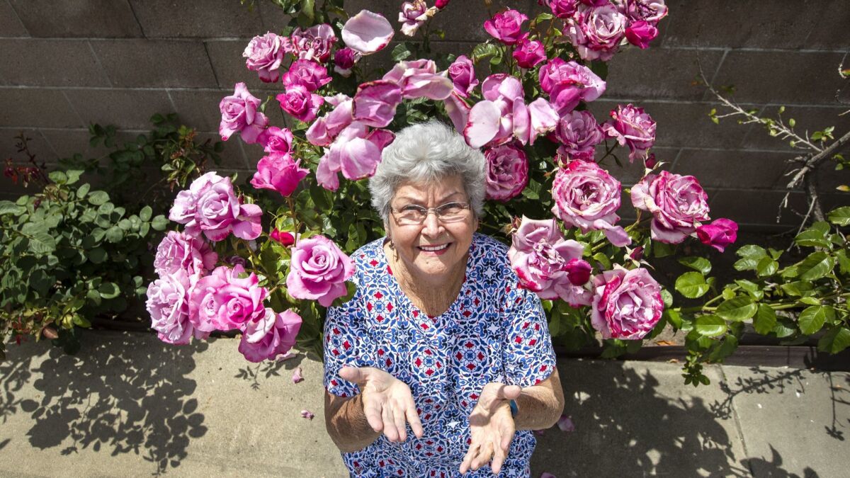 Maxine Gilliam is photographed next to a rose bush named Barbra Streisand at her home in Ontario. Gilliam was instrumental to naming many of Tom Carruth's roses during his 25 years as a rose breeder at Weeks Roses in Pomona.